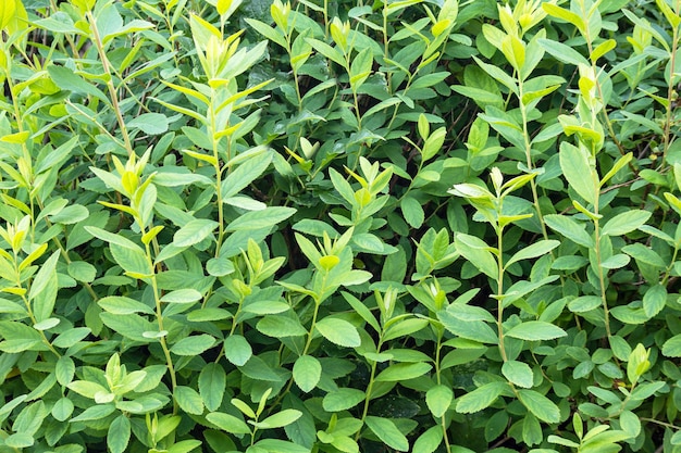 緑の葉とタイムという言葉を持つ植物の接写。