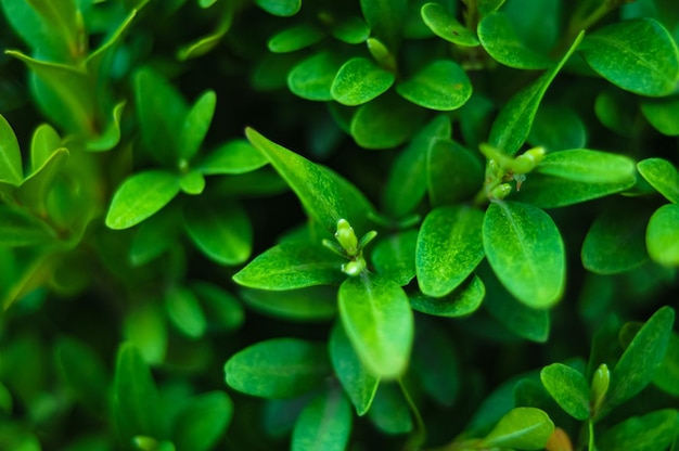 緑の葉とタイムという言葉を持つ植物の接写。