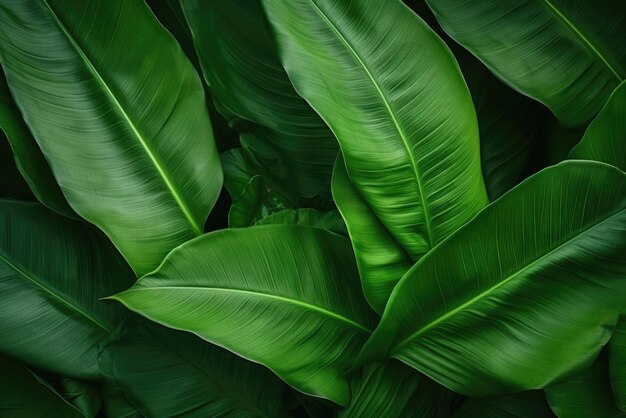 a close up of a plant with green leaves