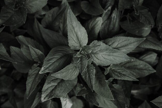 A close up of a plant with green leaves