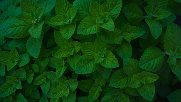 녹색 잎을 가진 식물의 클로즈업