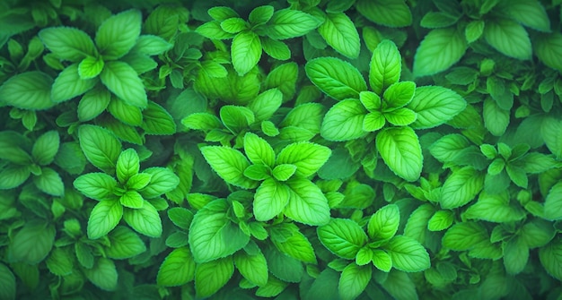 A close up of a plant with green leaves