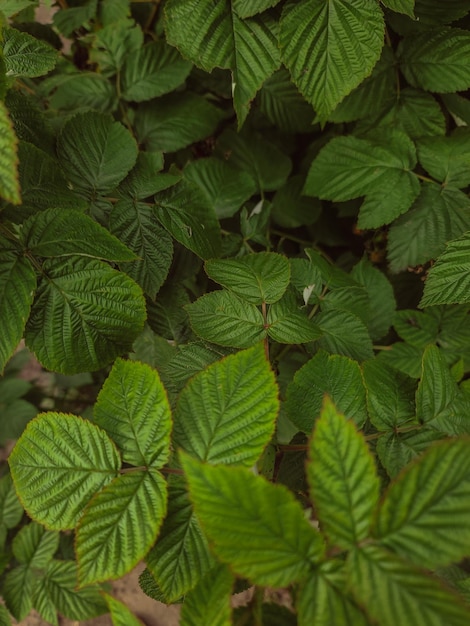 A close up of a plant with green leaves