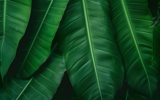 A close up of a plant with green leaves