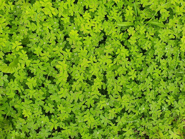 A close up of a plant with green leaves