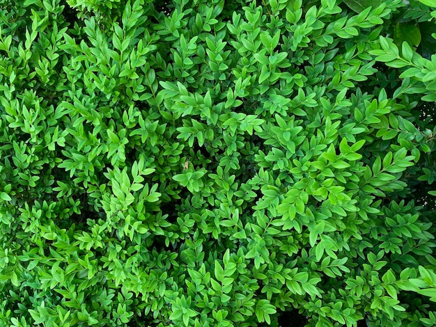 A close up of a plant with green leaves