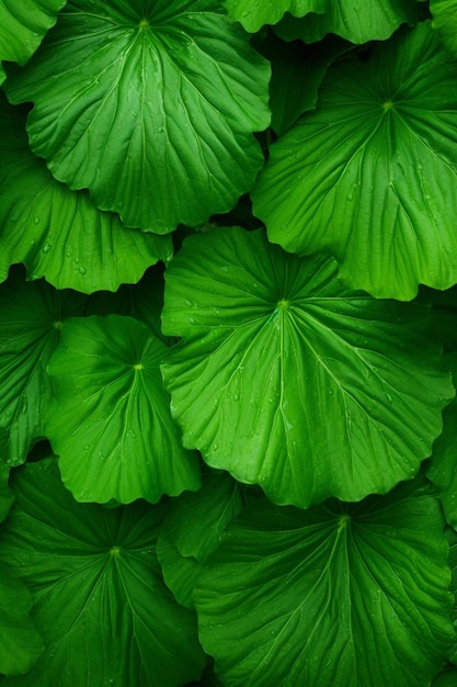 a close up of a plant with green leaves