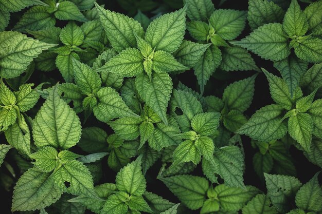 A close up of a plant with green leaves