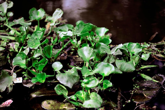 A close up of a plant with green leaves