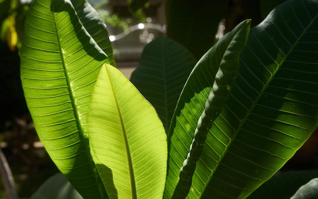 A close up of a plant with green leaves