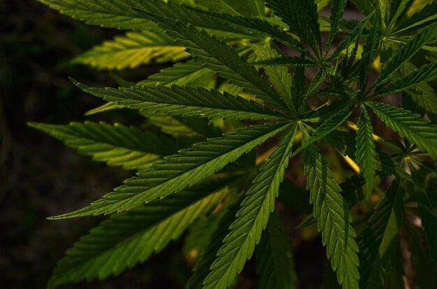 A close up of a plant with green leaves