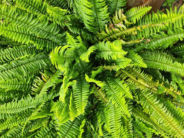 A close up of a plant with a large fern leaf.