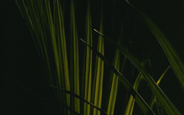 Photo a close up of a plant with the light shining through it