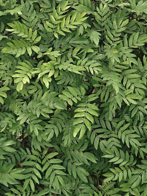 たくさんの葉とその上に「シダ」という単語を持つ植物の接写。