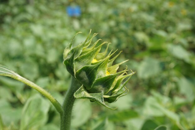 a close up of a plant with the name  dandelion  on it