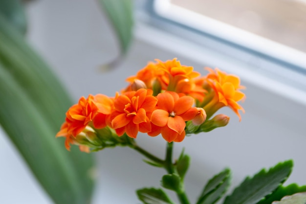 A close up of a plant with orange flowers