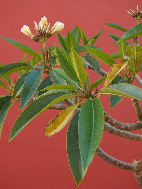 Photo a close up of a plant with a pink background