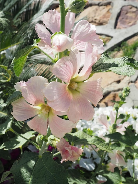 A close up of a plant with pink flowers