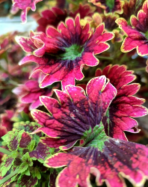 A close up of a plant with pink and green leaves and a green leaf.