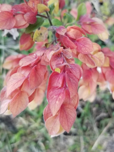 A close up of a plant with pink leaves and yellow flowers.