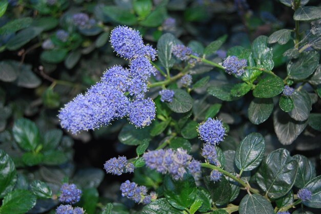 紫色の花をく植物のクローズアップ