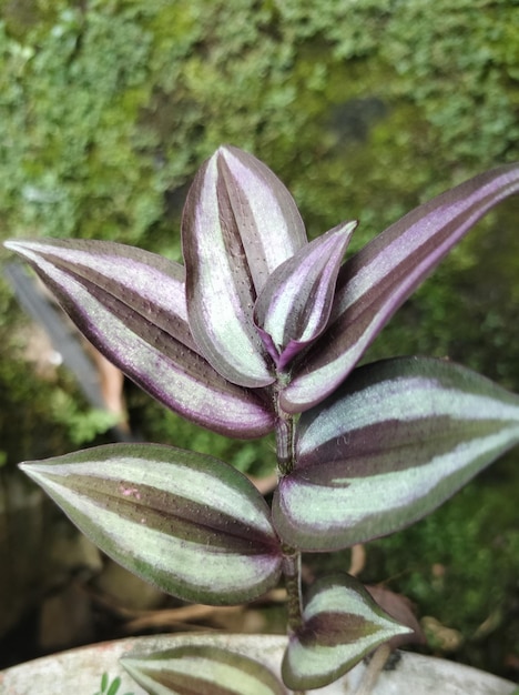 A close up of a plant with purple and green leaves