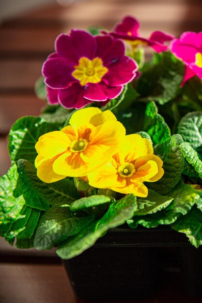 A close up of a plant with a purple and yellow pansies in the center