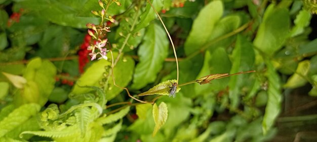 A close up of a plant with a red flower