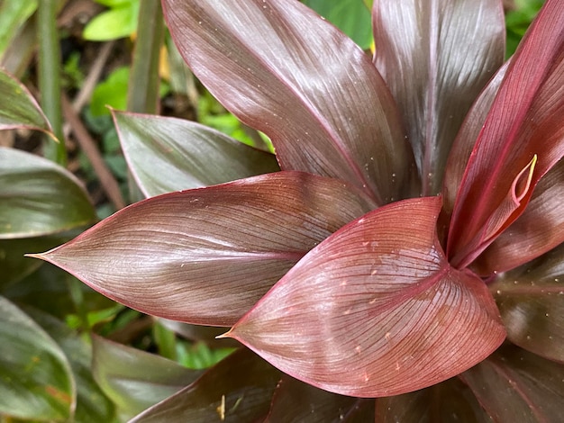 A close up of a plant with red leaves