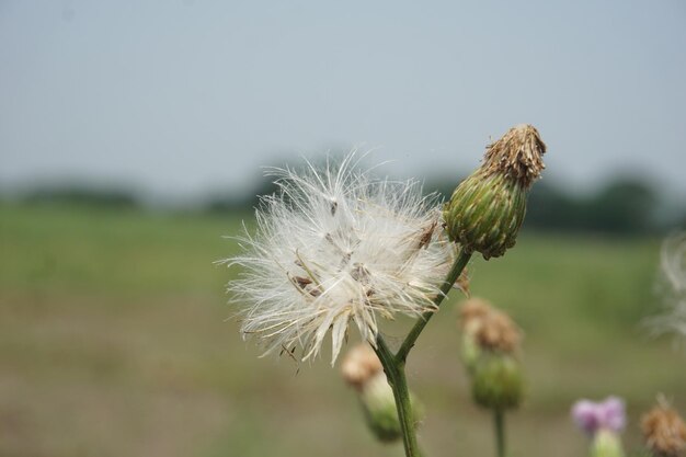 a close up of a plant with a sky in the background