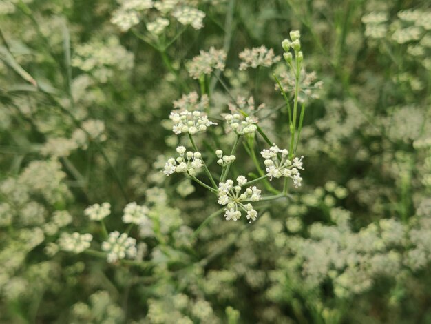 A close up of a plant with small white flowers