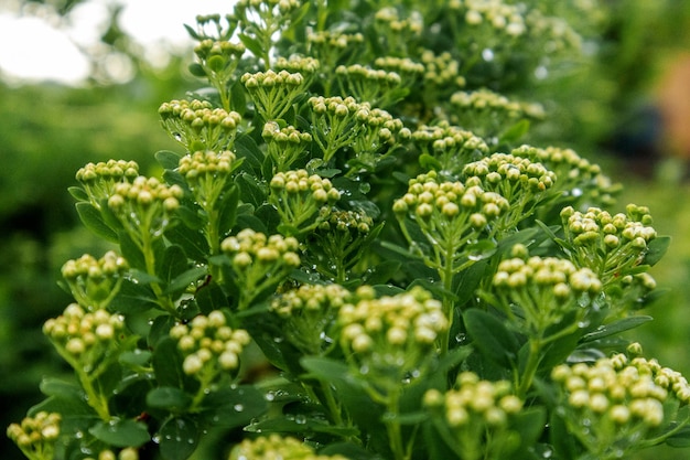 小さな白い花を持つ植物のクローズ アップ