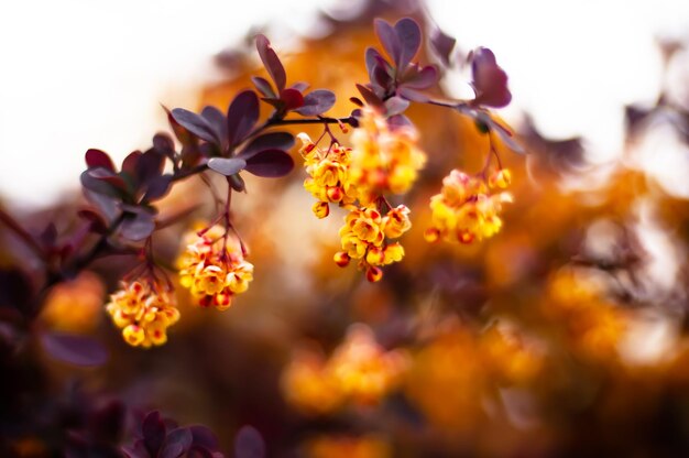 Foto un primo piano di una pianta con piccoli fiori gialli