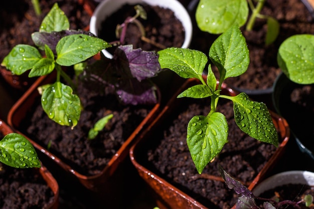 A close up of a plant with soil and soil