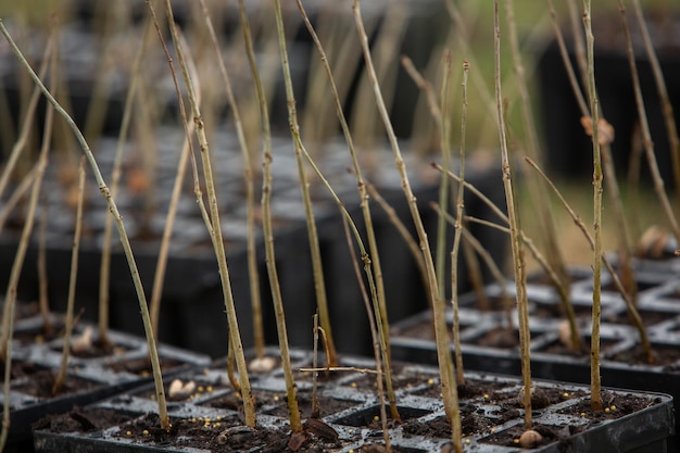 A close up of a plant with some weeds in it