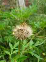 Photo a close up of a plant with a spider on it