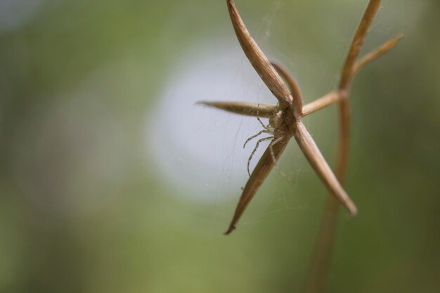 Photo close-up of plant with a spider