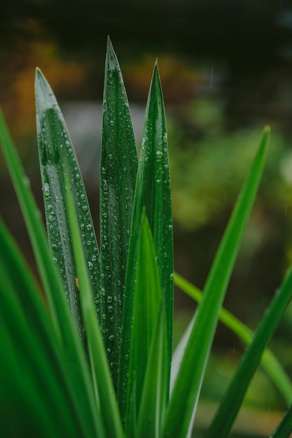 a close up of a plant with water droplets on it