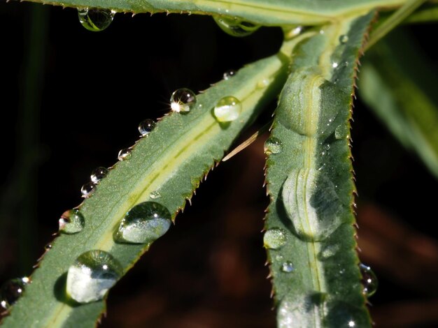A close up of a plant with water droplets on it