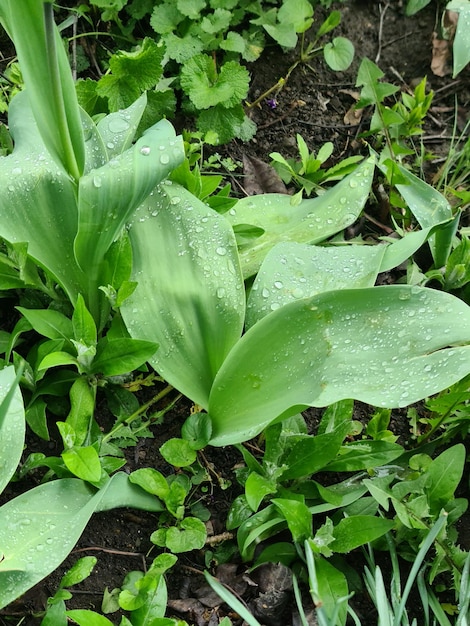 水滴が付いた植物の接写