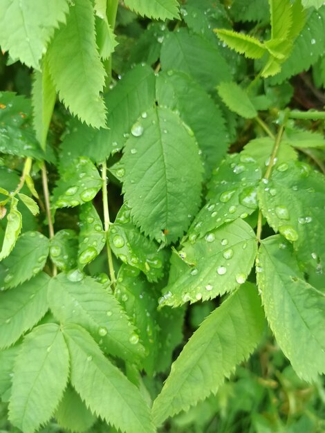 Photo a close up of a plant with water droplets on it