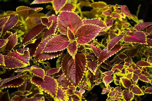 植物のクローズアップと水滴