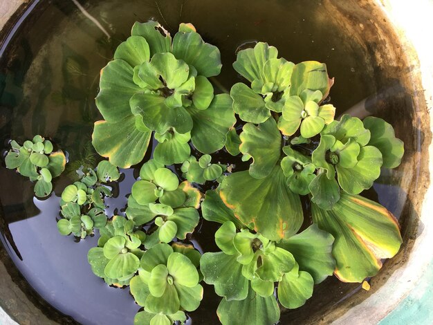 Close-up of plant with water drops