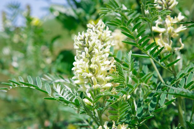 A close up of a plant with white flowers and green leaves