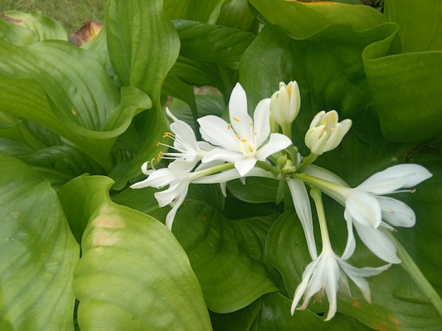 白い花と緑の葉を持つ植物の接写