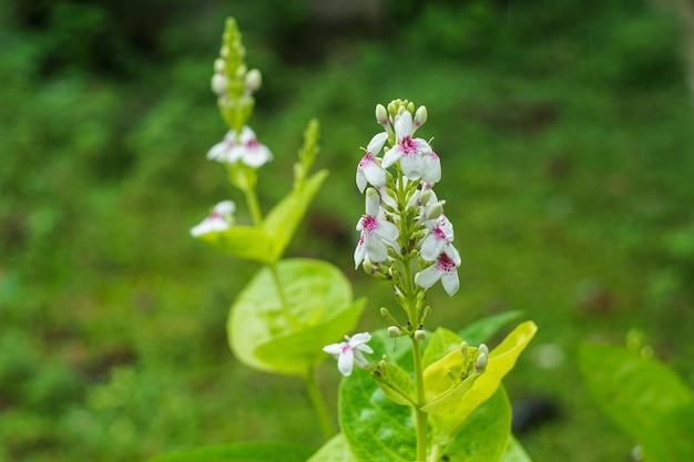 A close up of a plant with white and pink flowers