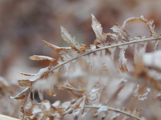 A close up of a plant with the word fern on it