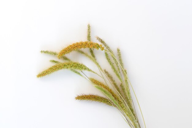 A close up of a plant with the word grass on it