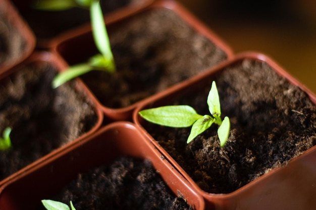 A close up of a plant with the word seed in it