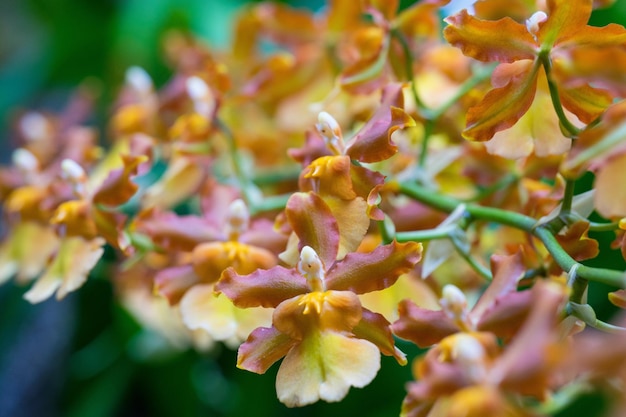 A close up of a plant with yellow and pink flowers